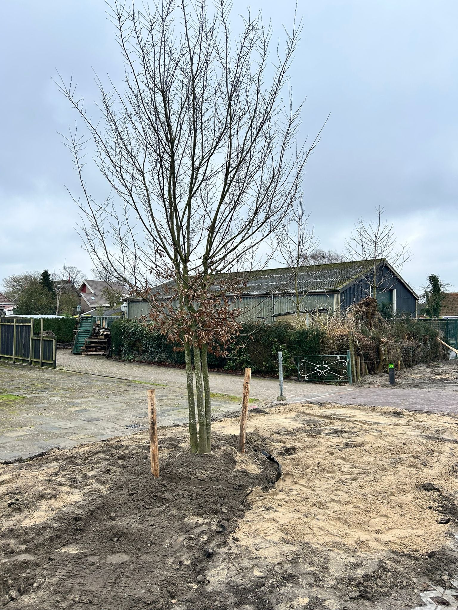 Afbeelding van een Carpinus (Haagbeuk) die is geplant in de Gedempte Veert