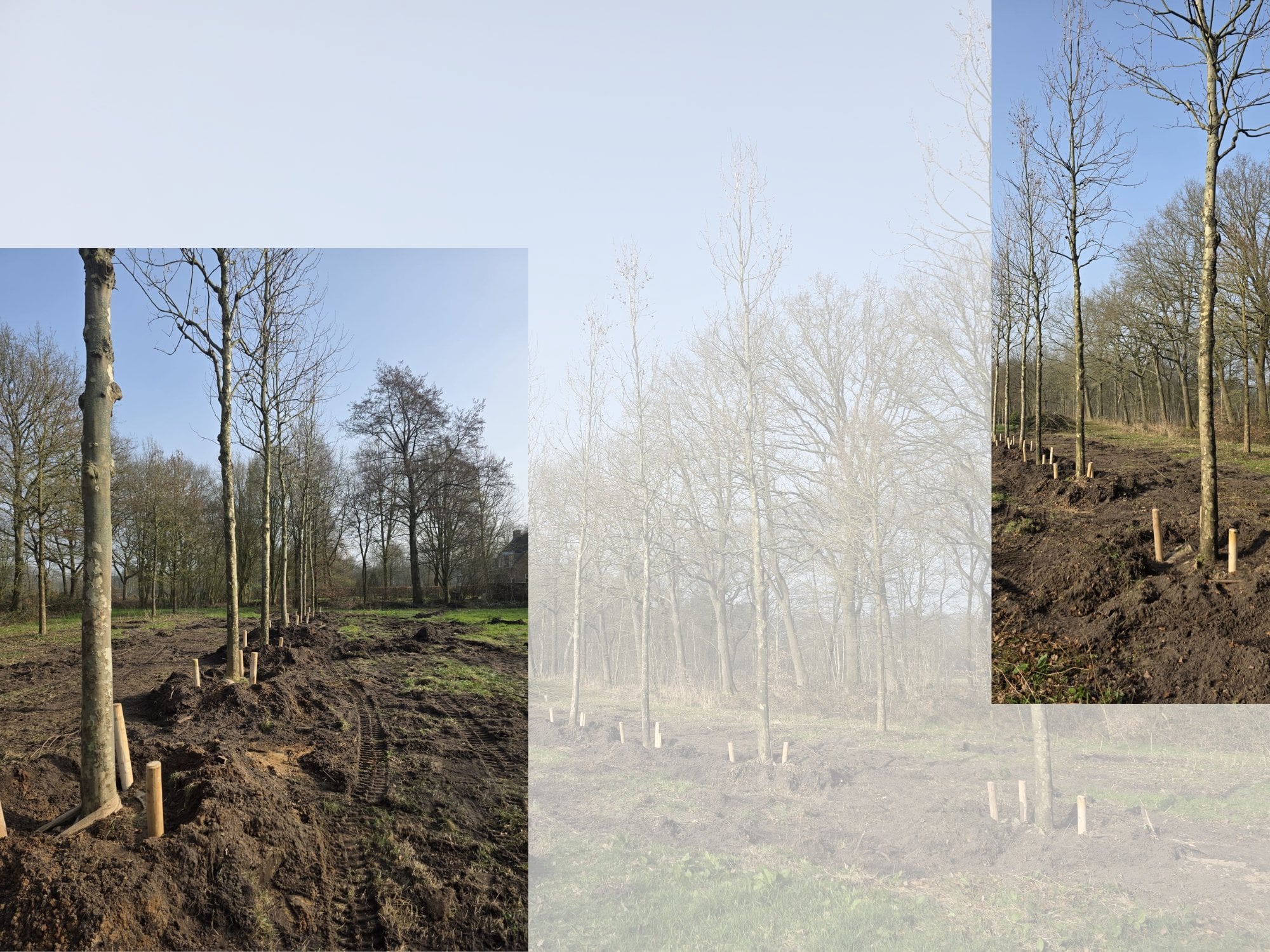 De bomen op hun tijdelijke plek, waar ze rustig verder groeien.