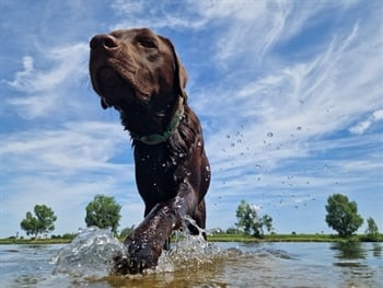Oos, labrador van Guido en één van de twee mascottes op het project in Arcen.
