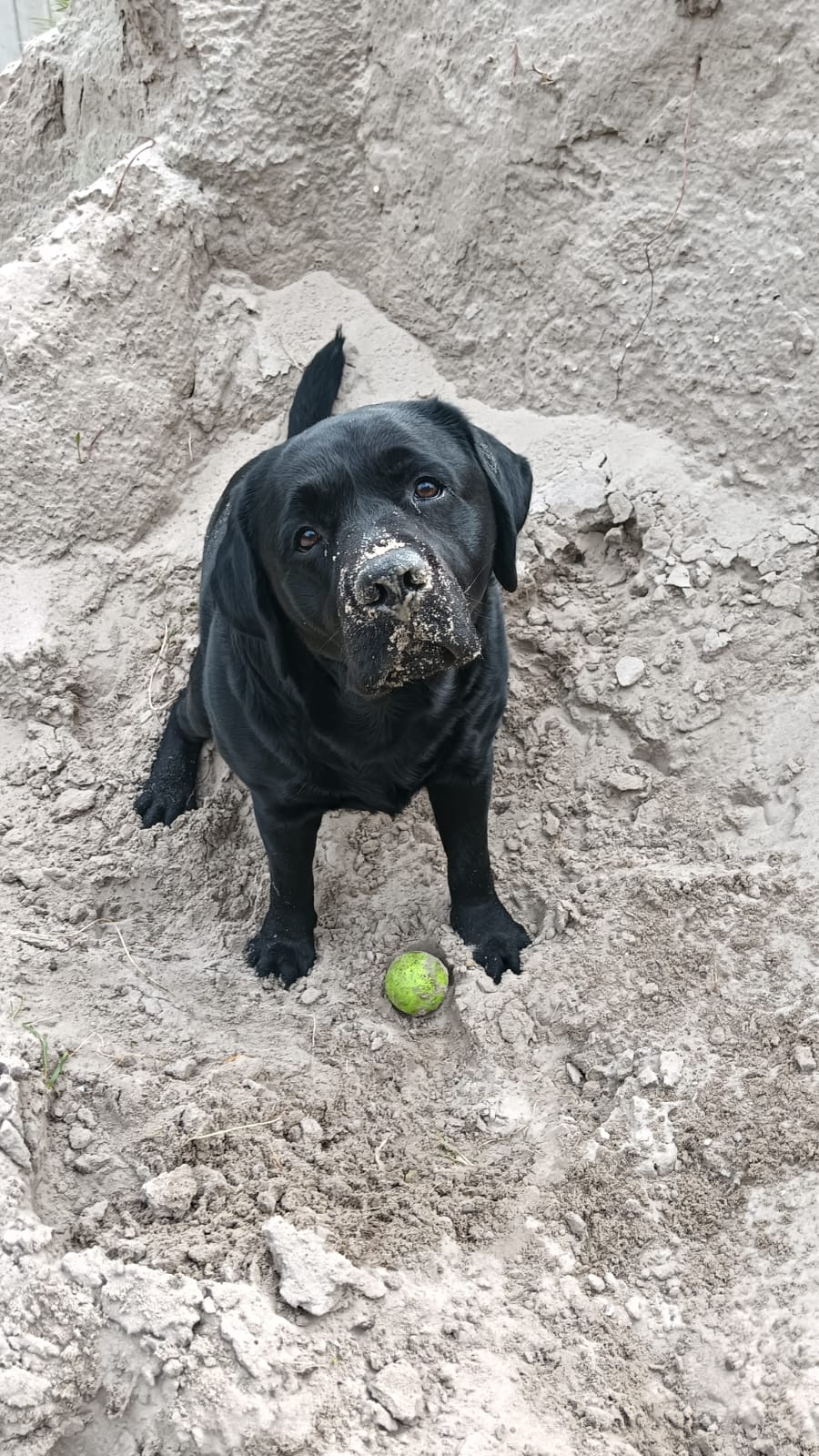 dribbel, labrador van Nina en één van de twee mascottes op het project in Arcen.