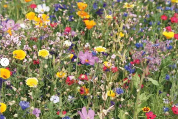 Bloemenveld