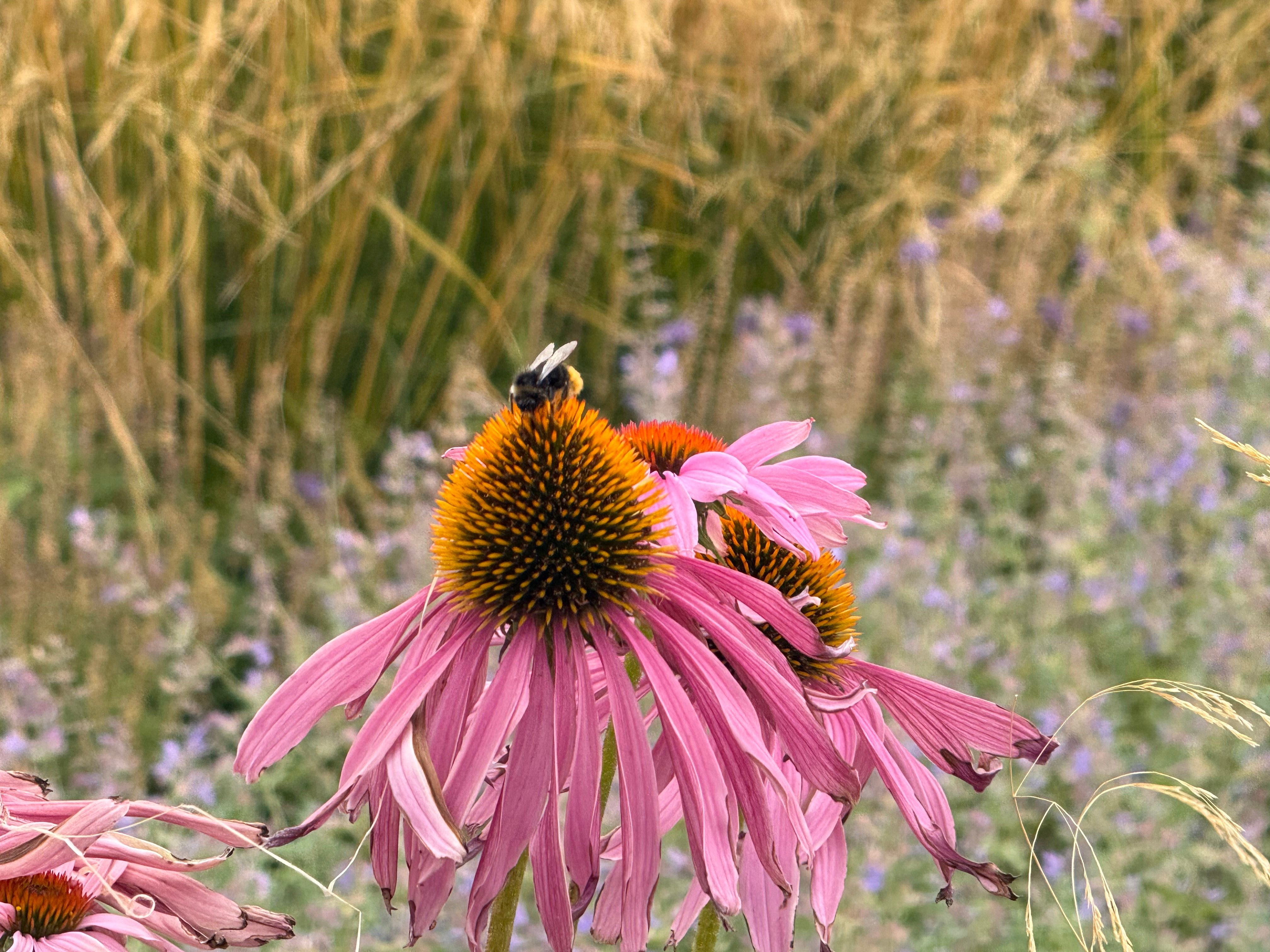 Het nieuwe groen trekt ook insecten aan. Bloeiende planten zoals de zonnehoed bieden voedsel voor hommels en andere bestuivers en zorgen zo voor meer leven in het gebied.